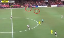 "واقعة غريبة".. "طائر النورس" يصنع هجمة مرتدة سريعة